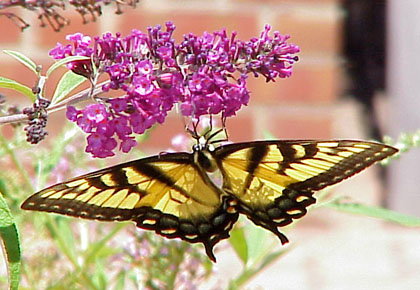 buddleia davidii with butterfly